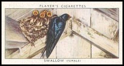 37 Swallow